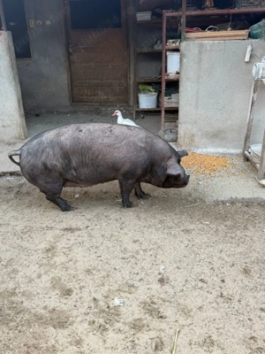 vand porc pentru Craciun - imagine 3