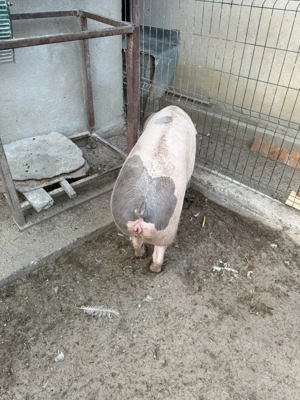 vand porc pentru Craciun - imagine 2