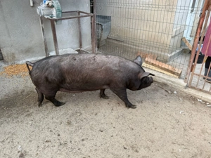 vand porc pentru Craciun - imagine 5