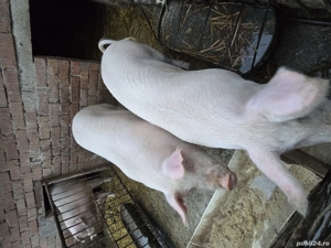 Vand 6 porci intre 150 160 kg - imagine 5