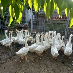 Gâște de vânzare vii sau carcasă  - imagine 2