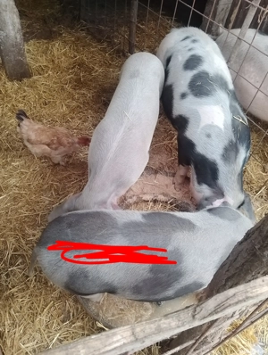 vand doi grasuni  - imagine 2