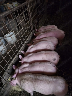 Vand purcei de 9 saptamani