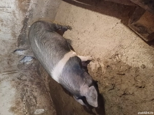 porci de vinzare - imagine 3