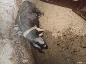 porci de vinzare - imagine 2