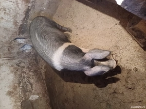 porci de vinzare - imagine 4