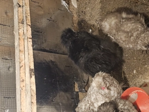 Vând wiandotte diferite culori,Brahma dif culori,Moțate olandeze și mătase japoneză