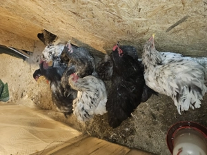 Vând wiandotte diferite culori,Brahma dif culori,Moțate olandeze și mătase japoneză - imagine 2