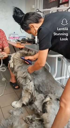 Frizerie canină ayșa - imagine 2