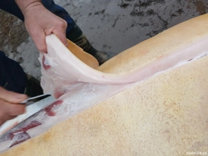 vand porci - imagine 4