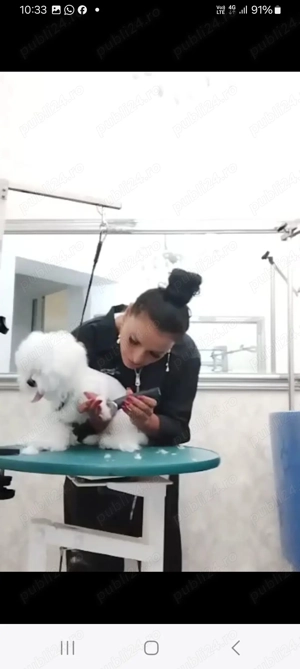 Frizerie canină ayșa