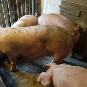 Porci între 100-300kile rasă Pic  - imagine 3