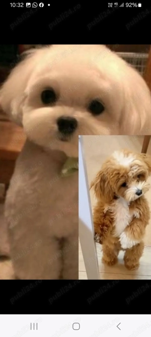 Frizerie canină ayșa - imagine 3