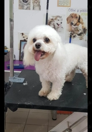 Frizerie canină ayșa - imagine 5