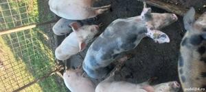 porci de vânzare 