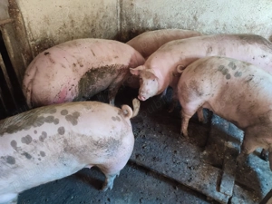 Porci între 100-300kile rasă Pic  - imagine 9