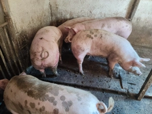Porci între 100-300kile rasă Pic  - imagine 6
