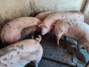 Porci între 100-300kile rasă Pic  - imagine 5
