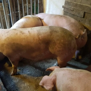 Porci între 100-300kile rasă Pic  - imagine 4