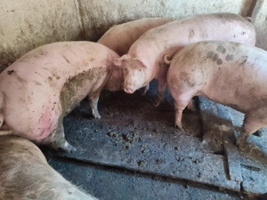 Porci între 100-300kile rasă Pic  - imagine 8