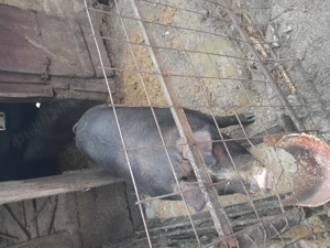 Purcea duroc de carne  - imagine 3