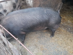 Purcea duroc de carne  - imagine 2