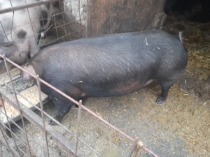 Purcea duroc de carne 