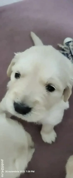 Golden retriever născuți 3 nov. - imagine 4