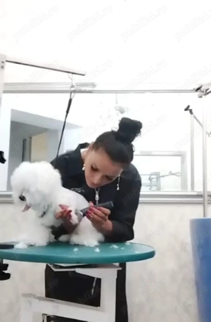 Frizerie canină ayșa - imagine 4