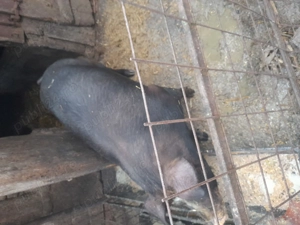 Purcea duroc de carne  - imagine 4