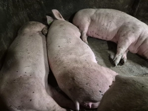 Porci de Tăiat Pick Curat - imagine 6