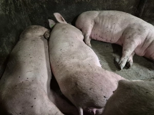 Porci de Tăiat Pick Curat - imagine 7