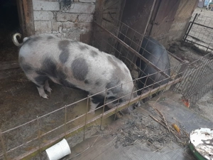 Porc carne petran de carne - imagine 2