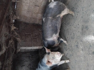 Porci pentru Crăciun 