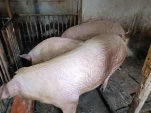 Porci de Carne între 100-280kg - imagine 8