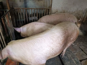 Porci de Carne între 100-280kg - imagine 7