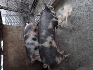 Porci pentru Crăciun  - imagine 2