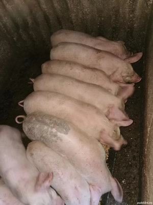 Purcei frumoși și mâncăcioși de vânzare 