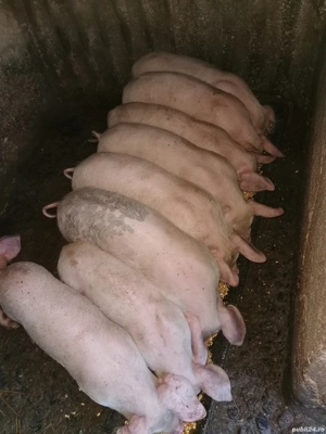 Purcei frumoși și mâncăcioși de vânzare  - imagine 2