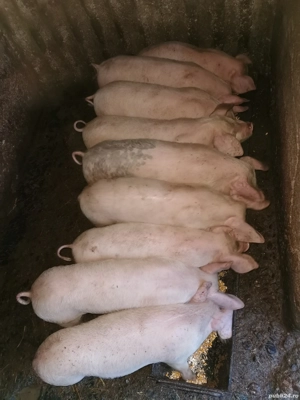 Purcei frumoși și mâncăcioși de vânzare  - imagine 3