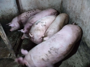 Porci intre 100-240kile - imagine 2