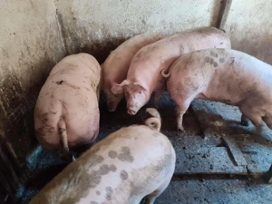 Porci intre 100-240kile - imagine 5