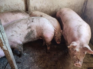 Porci intre 100-240kile - imagine 6