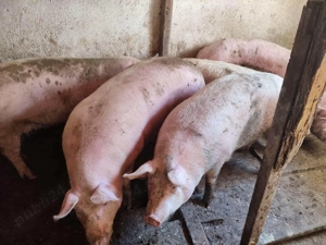 Porci intre 100-240kile - imagine 4