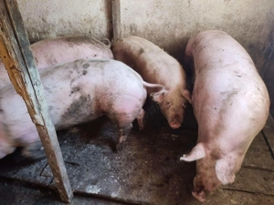 Porci intre 100-240kile - imagine 3