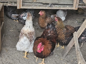 Vând wiandotte diferite culori,Brahma dif culori,Moțate olandeze și mătase japoneză - imagine 3