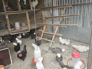 Vând wiandotte diferite culori,Brahma dif culori,Moțate olandeze și mătase japoneză - imagine 4