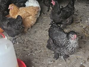 Vând wiandotte diferite culori,Brahma dif culori,Moțate olandeze și mătase japoneză - imagine 5