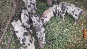 Purcei de vânzare, per bucată 400 - imagine 3