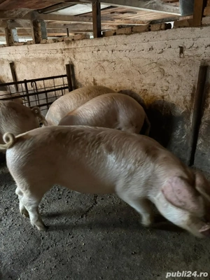 De vânzare - imagine 2